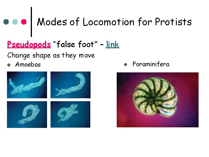 Modes of Locomotion for Protists Pseudopods “false foot” – link Change shape as they