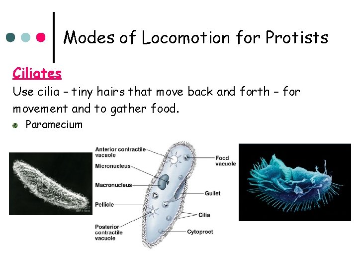 Modes of Locomotion for Protists Ciliates Use cilia – tiny hairs that move back