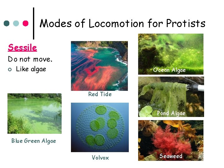 Modes of Locomotion for Protists Sessile Do not move. ¢ Like algae Ocean Algae