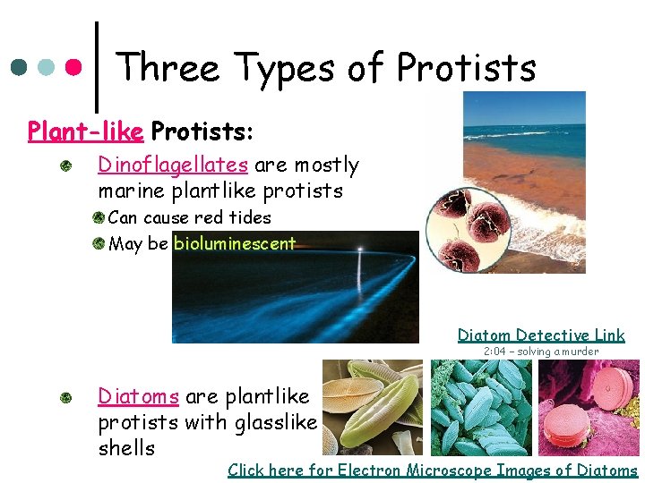 Three Types of Protists Plant-like Protists: Dinoflagellates are mostly marine plantlike protists Can cause