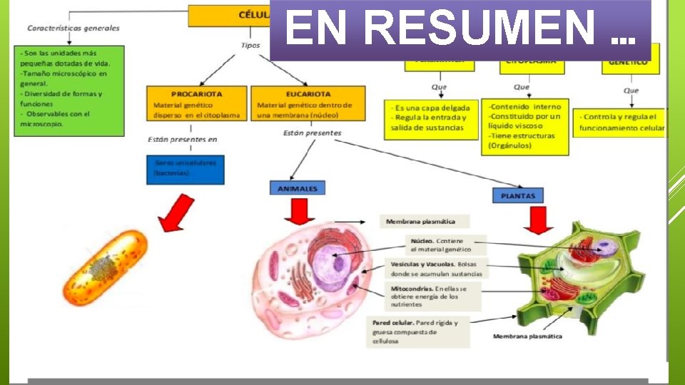 EN RESUMEN … 