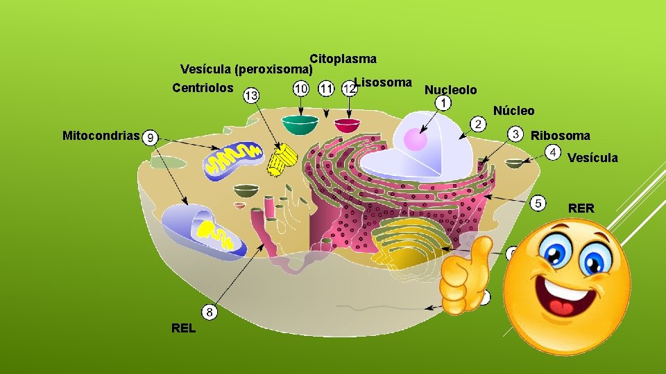 Citoplasma Vesícula (peroxisoma) Lisosoma Centriolos Nucleolo Núcleo Mitocondrias Ribosoma Vesícula RER A. Golgi REL