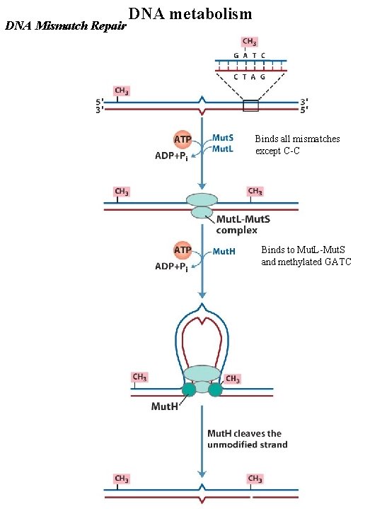DNA Mismatch Repair DNA metabolism Binds all mismatches except C-C Binds to Mut. L-Mut.
