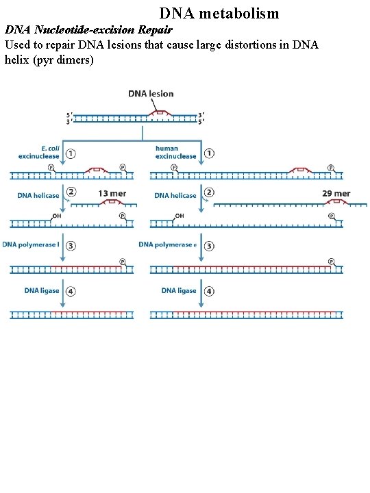 DNA metabolism DNA Nucleotide-excision Repair Used to repair DNA lesions that cause large distortions