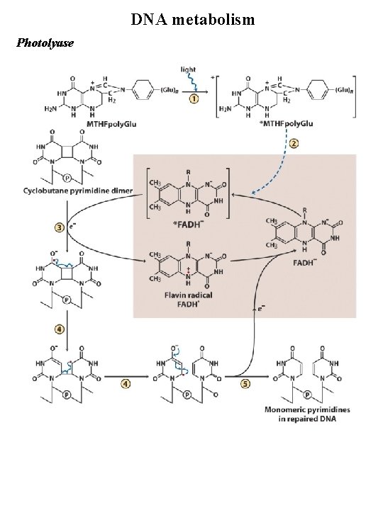 DNA metabolism Photolyase 