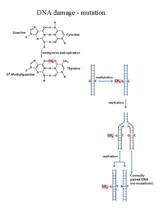 DNA damage - mutation 