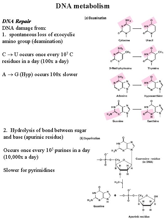 DNA metabolism DNA Repair DNA damage from: 1. spontaneous loss of exocyclic amino group