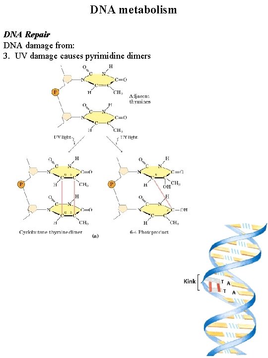 DNA metabolism DNA Repair DNA damage from: 3. UV damage causes pyrimidine dimers 