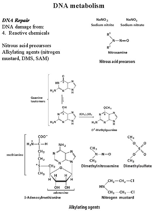 DNA metabolism DNA Repair DNA damage from: 4. Reactive chemicals Nitrous acid precursors Alkylating