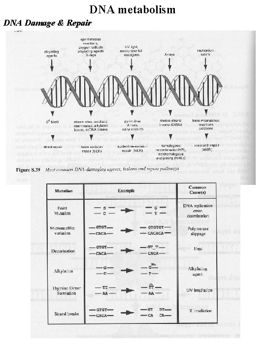 DNA metabolism DNA Damage & Repair 