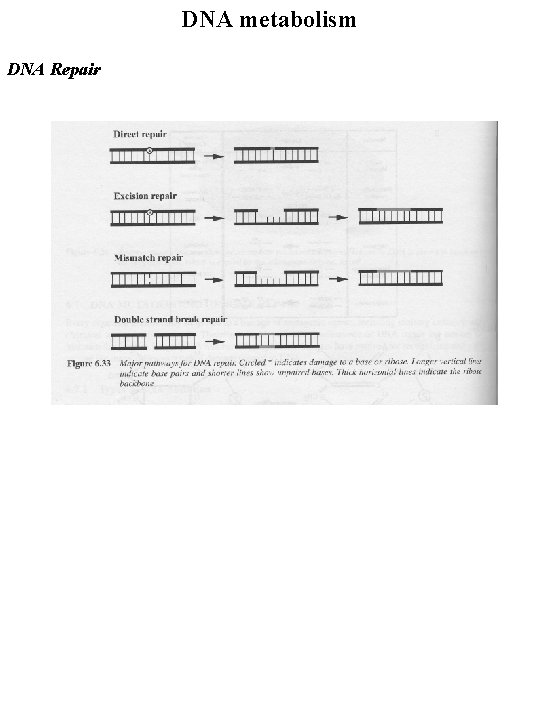 DNA metabolism DNA Repair 