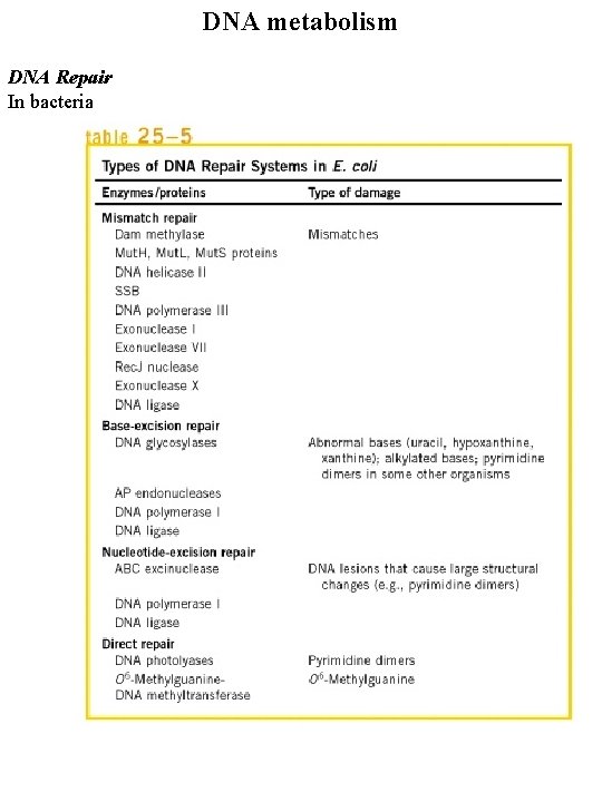 DNA metabolism DNA Repair In bacteria 