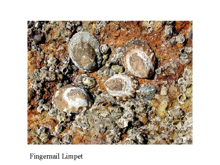 Fingernail Limpet 