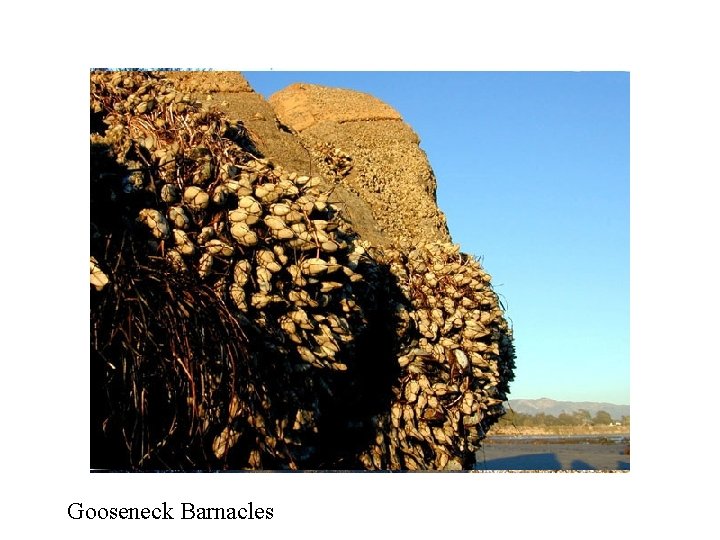 Gooseneck Barnacles 