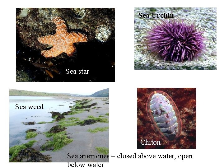 Sea Urchin Sea star Sea weed Chiton Seaweed Sea anemones – closed above water,