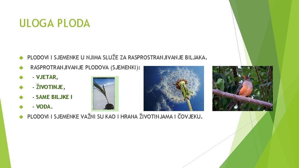ULOGA PLODOVI I SJEMENKE U NJIMA SLUŽE ZA RASPROSTRANJIVANJE BILJAKA. RASPROTRANJIVANJE PLODOVA (SJEMENKI): -
