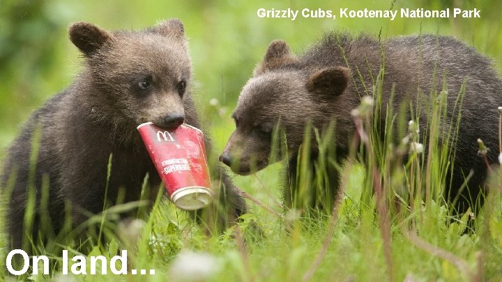 Grizzly Cubs, Kootenay National Park On land. . . 