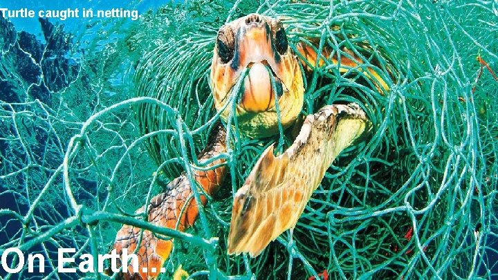 Turtle caught in netting. On Earth. . . 