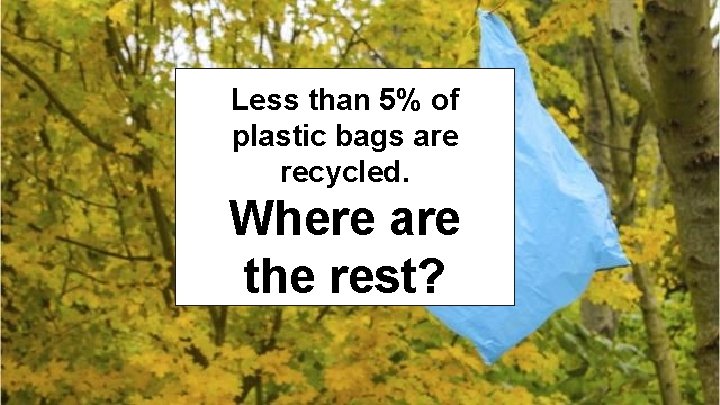 Less than 5% of plastic bags are recycled. Where are the rest? 