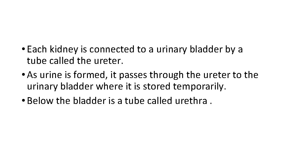  • Each kidney is connected to a urinary bladder by a tube called