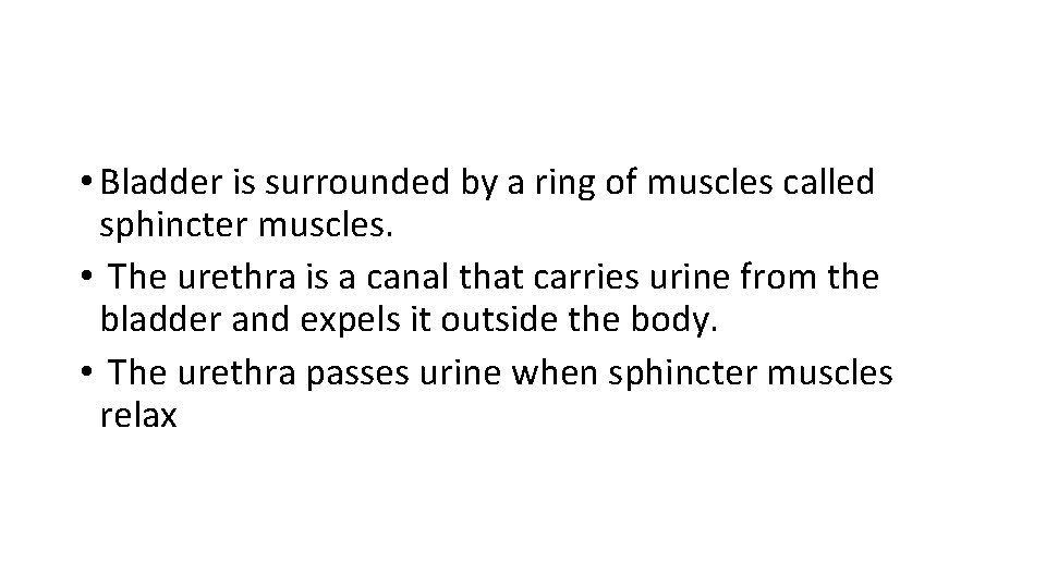  • Bladder is surrounded by a ring of muscles called sphincter muscles. •