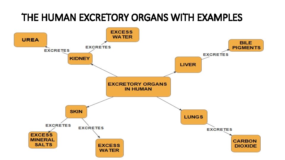 THE HUMAN EXCRETORY ORGANS WITH EXAMPLES 