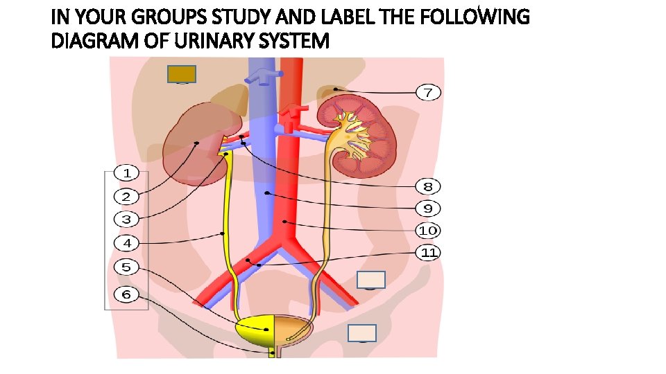 IN YOUR GROUPS STUDY AND LABEL THE FOLLOWING DIAGRAM OF URINARY SYSTEM 