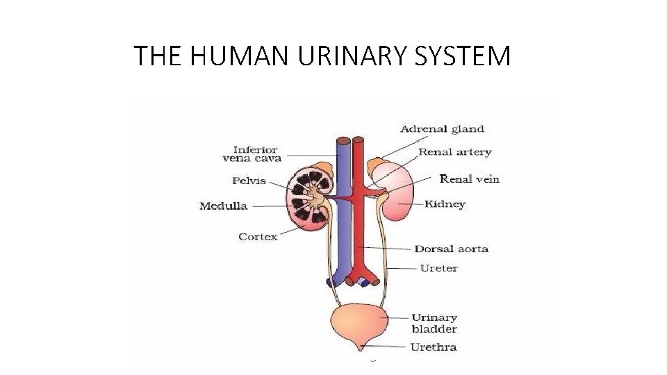 THE HUMAN URINARY SYSTEM 