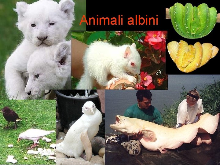 Animali albini 