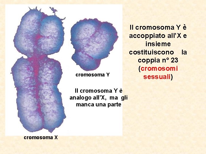 cromosoma Y Il cromosoma Y è analogo all’X, ma gli manca una parte cromosoma