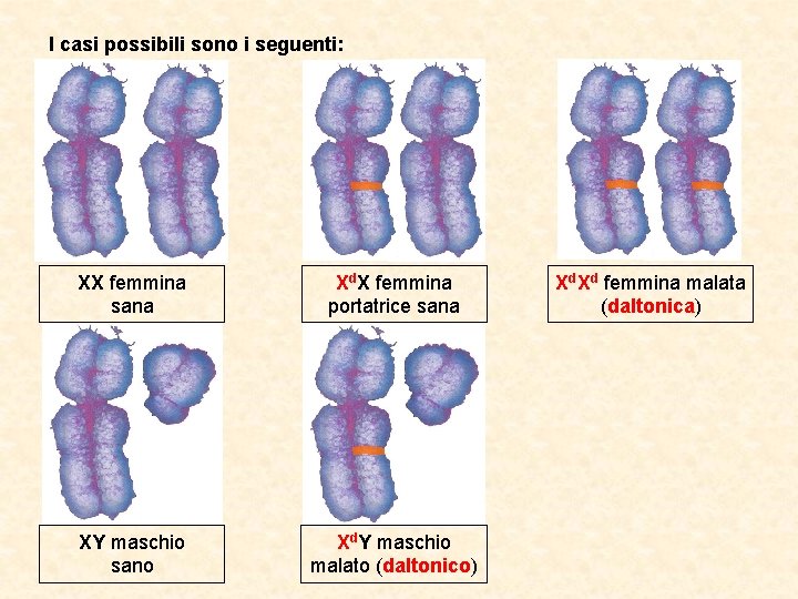 I casi possibili sono i seguenti: XX femmina sana Xd. X femmina portatrice sana