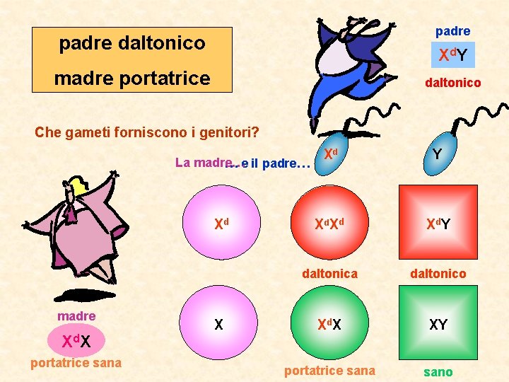 padre daltonico X d. Y madre portatrice daltonico Che gameti forniscono i genitori? Xd