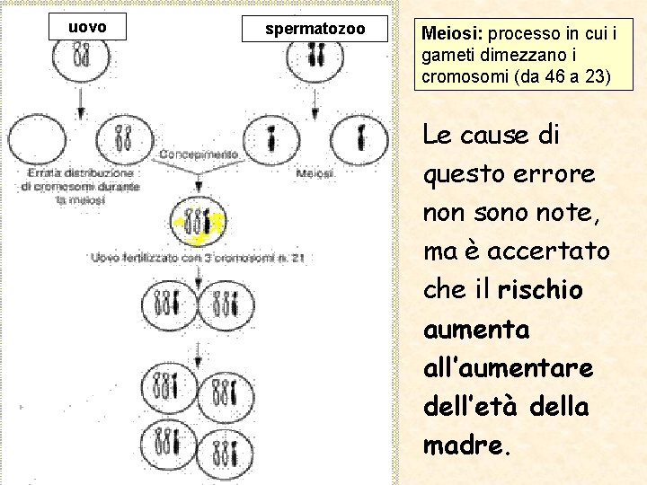 uovo spermatozoo Meiosi: processo in cui i gameti dimezzano i cromosomi (da 46 a