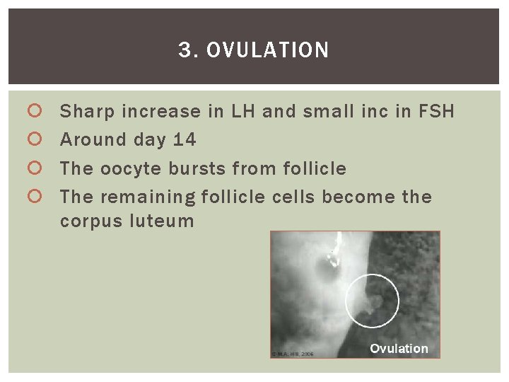 3. OVULATION Sharp increase in LH and small inc in FSH Around day 14