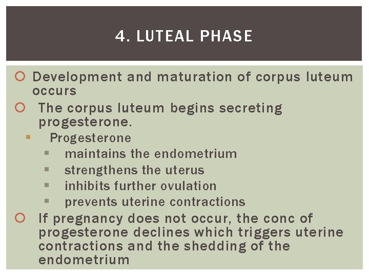 4. LUTEAL PHASE Development and maturation of corpus luteum occurs The corpus luteum begins