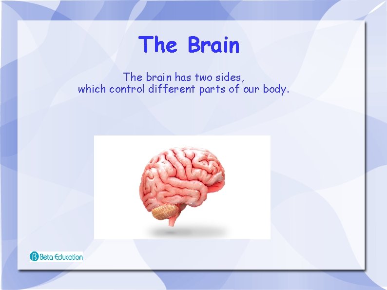 The Brain The brain has two sides, which control different parts of our body.