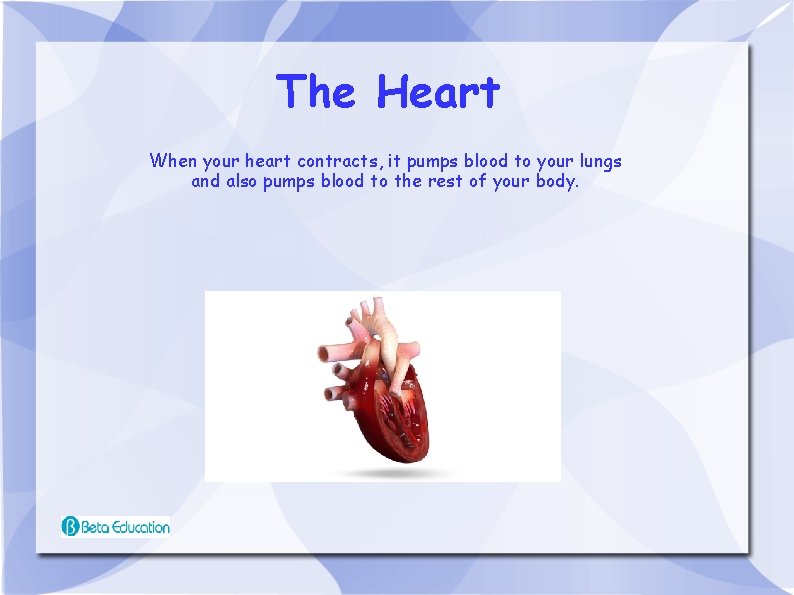 The Heart When your heart contracts, it pumps blood to your lungs and also