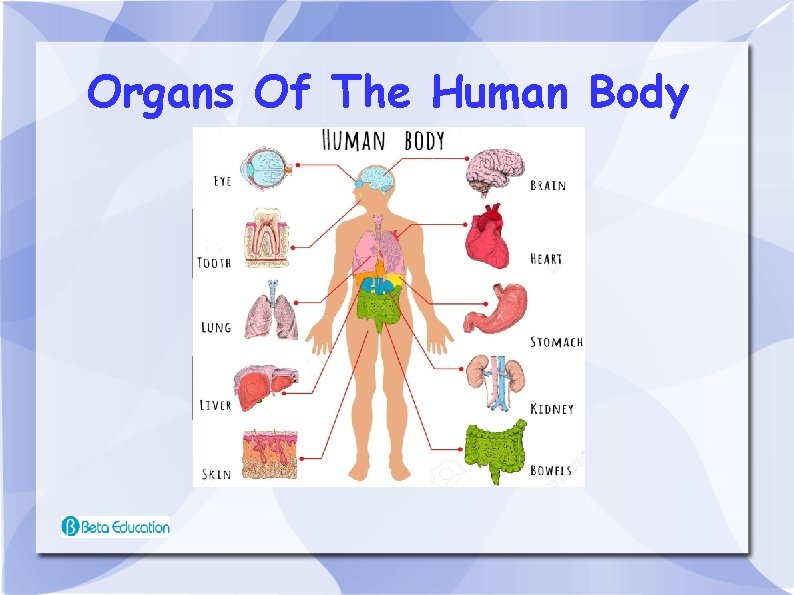 Organs Of The Human Body 