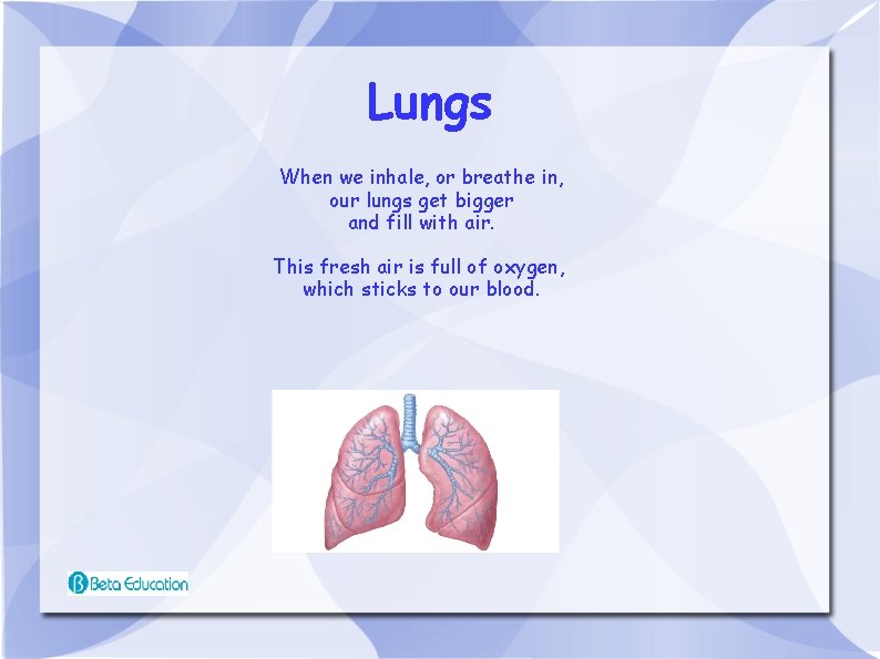 Lungs When we inhale, or breathe in, our lungs get bigger and fill with