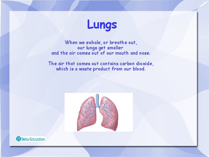 Lungs When we exhale, or breathe out, our lungs get smaller and the air