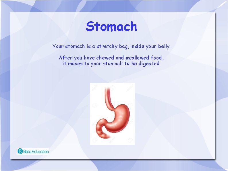 Stomach Your stomach is a stretchy bag, inside your belly. After you have chewed