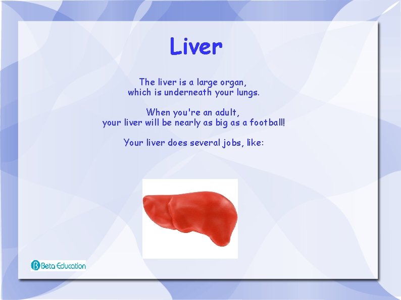 Liver The liver is a large organ, which is underneath your lungs. When you're