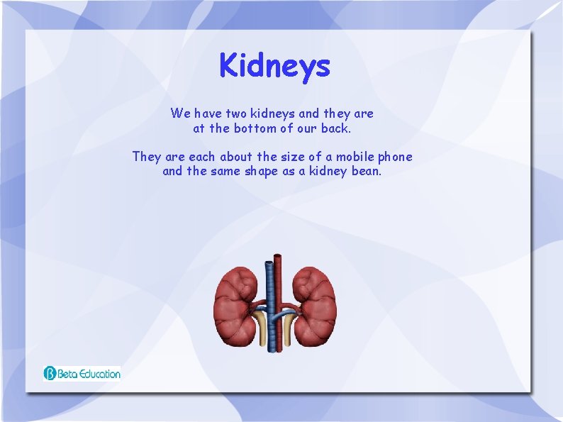 Kidneys We have two kidneys and they are at the bottom of our back.