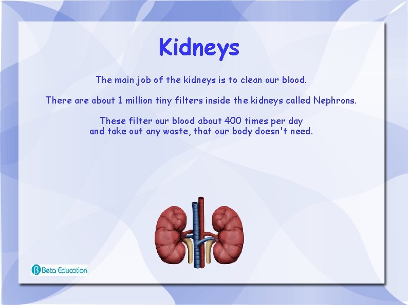 Kidneys The main job of the kidneys is to clean our blood. There about