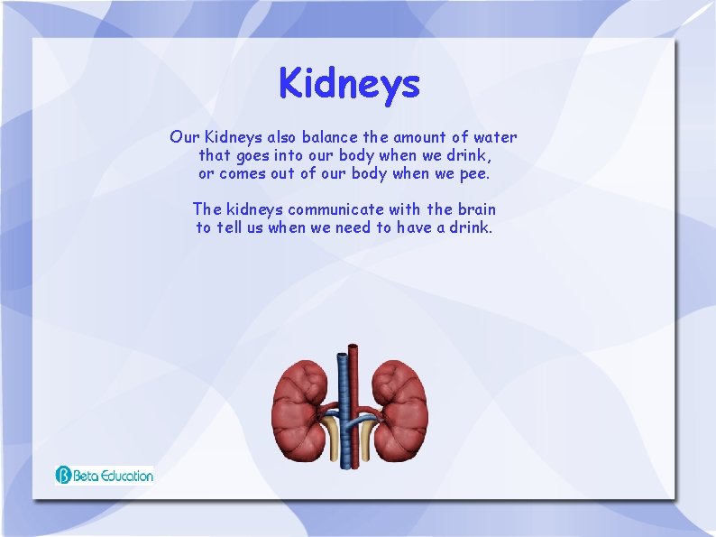 Kidneys Our Kidneys also balance the amount of water that goes into our body