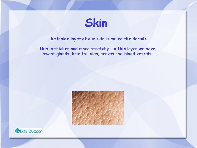 Skin The inside layer of our skin is called the dermis. This is thicker