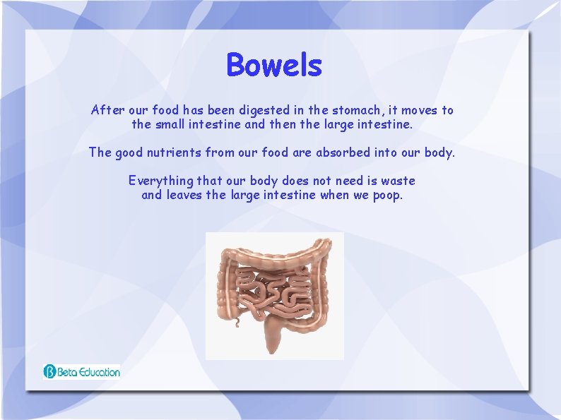 Bowels After our food has been digested in the stomach, it moves to the