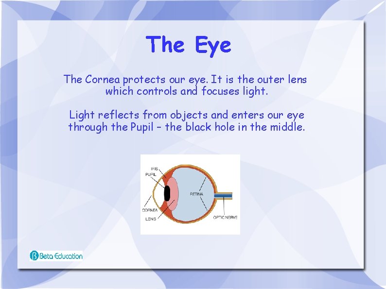 The Eye The Cornea protects our eye. It is the outer lens which controls
