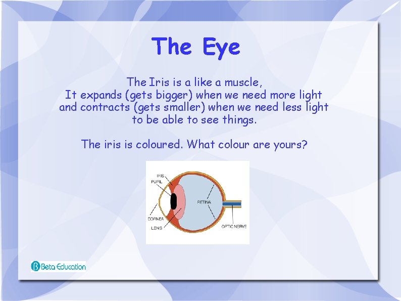 The Eye The Iris is a like a muscle, It expands (gets bigger) when