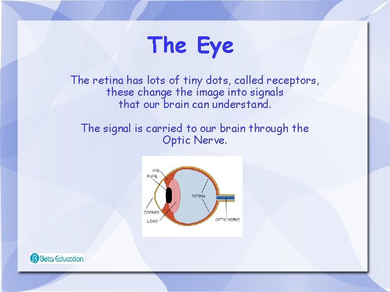 The Eye The retina has lots of tiny dots, called receptors, these change the